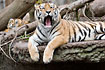 Foto af Sibirisk Tiger (Panthera tigris altaica). Fotograf: 