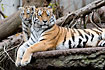 Siberian Tiger with cub (captive animal)