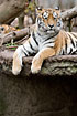 Siberian Tiger (captivity)