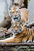 Siberian Tiger family (captivity)