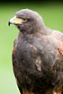 Photo ofHarris` Hawk (Parabuteo unicinctus). Photographer: 