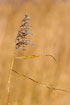 Photo ofCommon Reed (Phragmites australis). Photographer: 