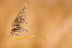 Photo ofCommon Reed (Phragmites australis). Photographer: 