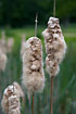 Foto af Bredbladet Dunhammer (Typha latifolia). Fotograf: 