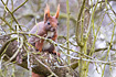 Red squirrel in an apple tree