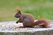 Red squirrel steeling food from the birds