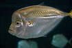 Photo ofAtlantic moonfish (Selene setapinnis ). Photographer: 