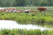 Grassing cows at Haraldskr, Vejle 