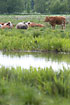 Grassing cows on the meadows of Haraldskr, Vejle 