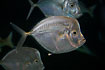 Foto af Hestehoved fisk (Selene setapinnis ). Fotograf: 
