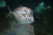 Atlantic moonfish (aquarium)