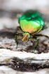 Beetle (Potosia cuprea