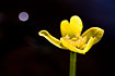 Photo ofMarsh Marigold (Caltha palustris). Photographer: 
