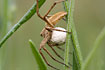 Nursery Web Spider with egg-cocoon
