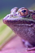 Marsh frog (captive animal)