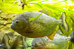 Red-bellied Piranha(aquarium)