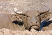 Watter Buffalo in mud-pool (captive animal)
