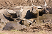 Water Buffalo cooling off in a mud-puddle (captive animal)