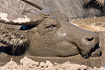 Water Buffalo cooling off in a mud-puddle (captive animal)