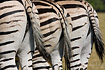 Group of Common zebras (captive animal)