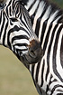 Zebras (captive animal)
