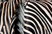 Zebra (captive animal)