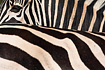 Common Zebra (captive animal)