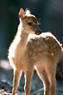 Fallow Deer (Captive animal)