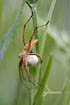 Nursery Web Spider with eeg-cocoon