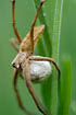 Nursery-web Spider with eeg-cocoon