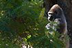 Western Lowland Gorilla - male (captive animal)