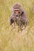 Young baboon male(captive animail)