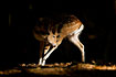 A Fallow Deer (captive animal