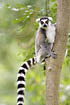 Ring-tailed Lemur (captive animal)