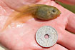 Tadpole of Common spadefoot toad. Size illustrated by comparing to danish 5 kr coin.