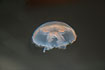 Common jellyfish (aquarium)
