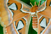 Photo ofAtlas Moth (Attacus atlas). Photographer: 