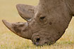 Square-lipped Rhinoceros grassing(captive animal)