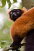 Red Ruffed Lemur (captive animal)