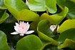 White Water-lilly