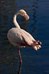 Greater Flamingo (captive animal)