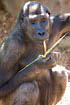 Western Lowland Gorilla - female (captive animal)