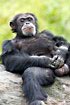 Male chimpanzee (captive animal)
