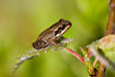 Juvenil common frog on leaf