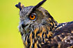 Portray of Eurasian Eagle Owl (captive animal)