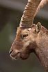 Photo ofAlpine Ibex (Capra ibex). Photographer: 