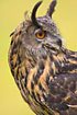 Portray of Eurasian Eagle Owl (fangeskab)