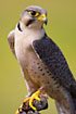 Lanner falcon (captive animal)