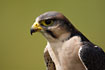 Lanner Falcon (captive animal)