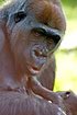 Photo ofWestern Lowland Gorilla (Gorilla gorilla gorilla). Photographer: 